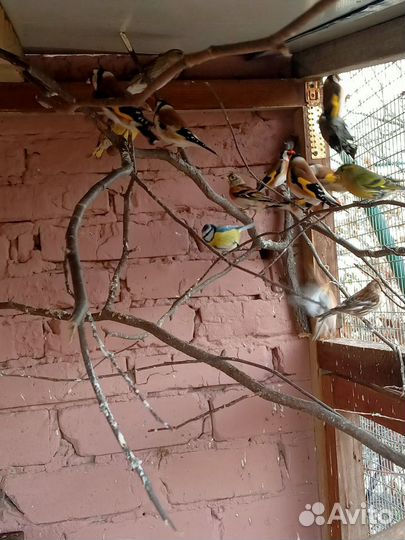 Певчие птицы