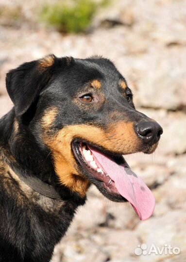 Метис овчарки