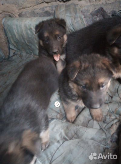 Продам щенков