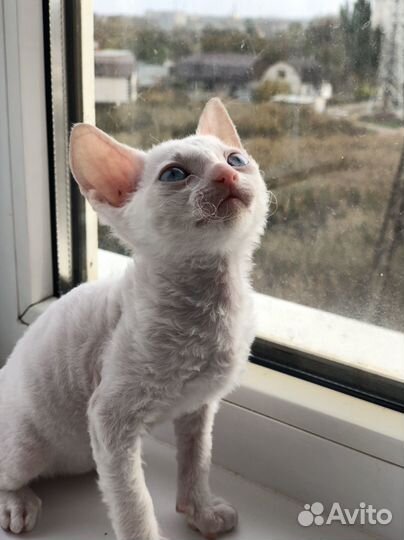 Котята корниш-рекс