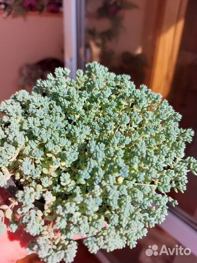 Седум, суккулент