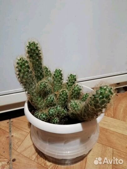 Кактус, Маммиллярия удлинённая с жёлтой колючкой