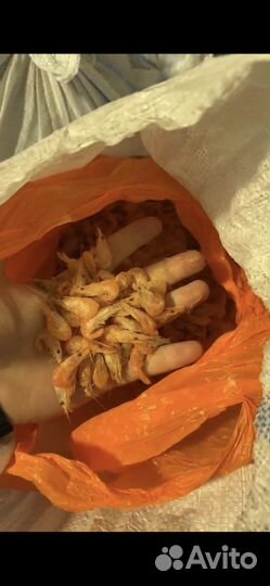 Азовская креветка