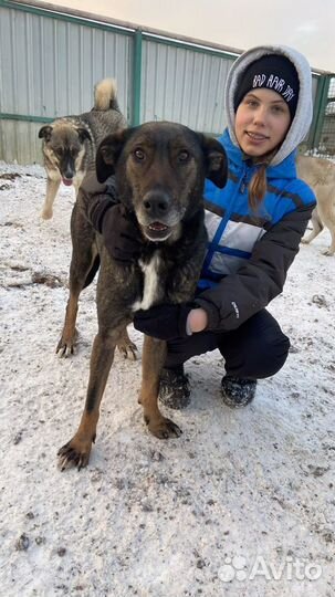 Самый добрый пес Дунай ищет дом