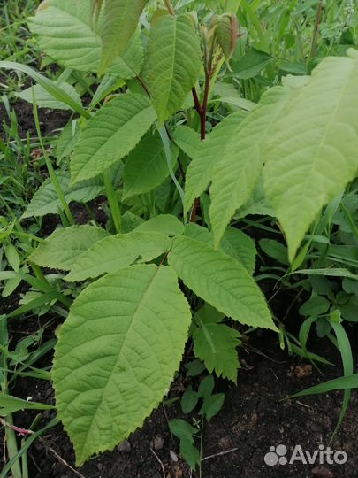 Орех серый (саженцы)