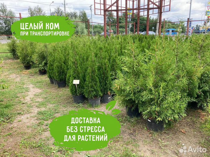 Саженцы Туя Брабант 130-150 см