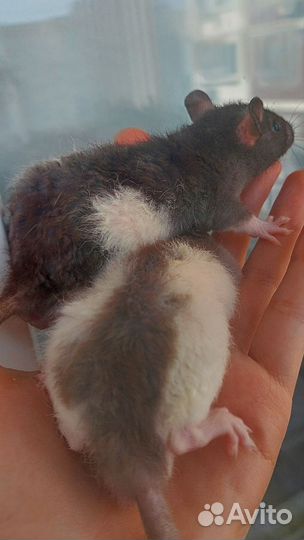 Крысята и взрослые крыски рекс