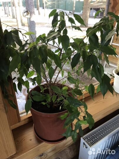 Фикус бенджамина