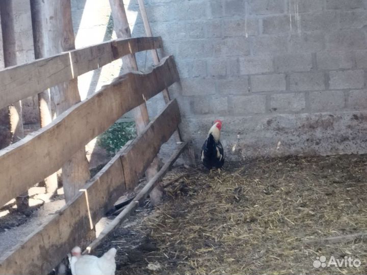 Петушки молодые