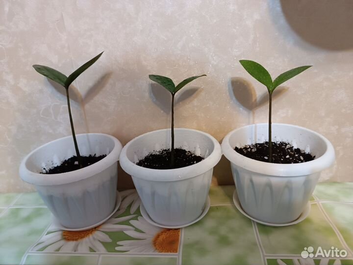 Замиокулькас долларовое дерево