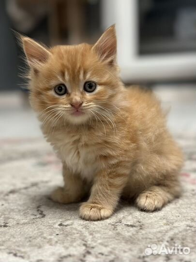 Британские котята