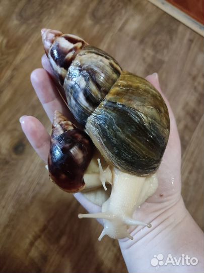 Улитки ахатины