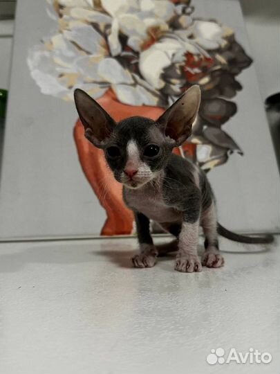 Два донских сфинкса