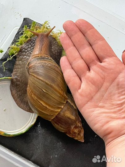 Улитка ахатина