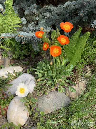 Маки многолетние декоративные(Папавер Монпасье )