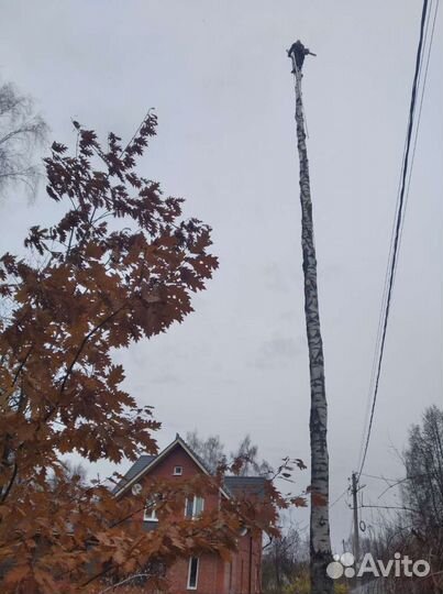 Удаление спил деревьев