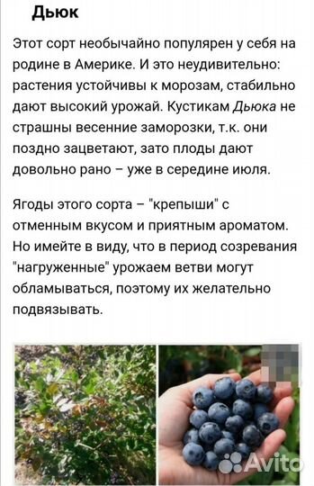 Саженцы голубики