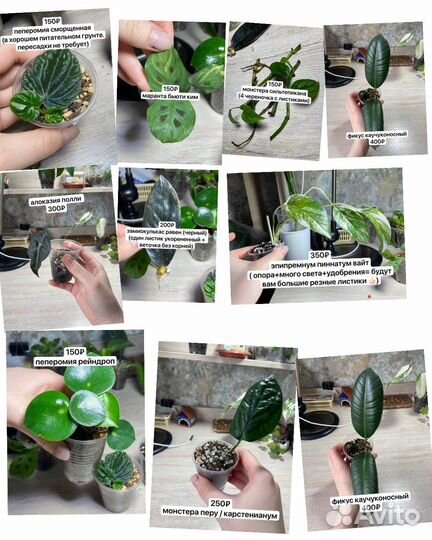 Комнатные растения