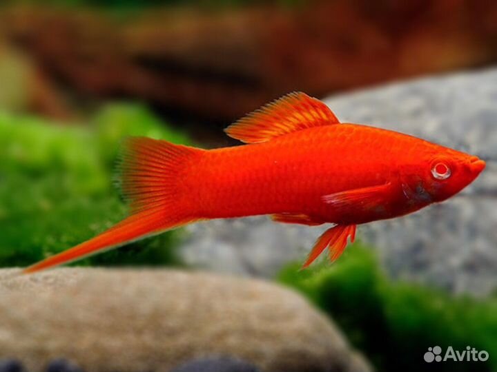 Аквариумные рыбки, гуппи и меченосцы