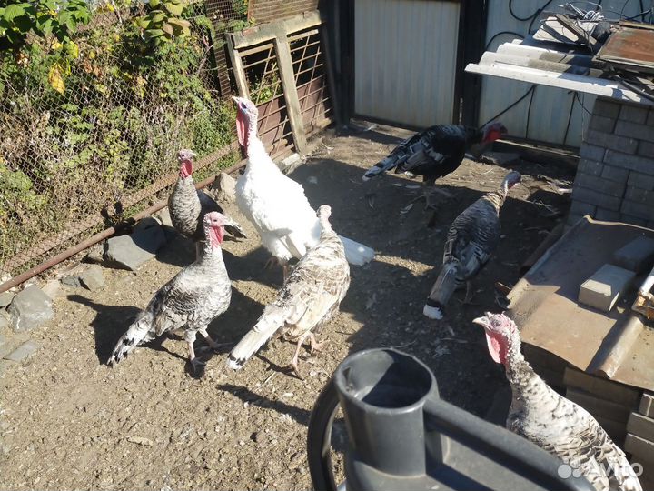 Домашняя птица