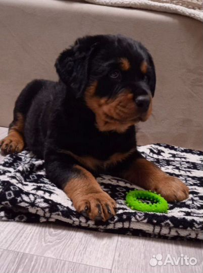 Щенки ротвейлера