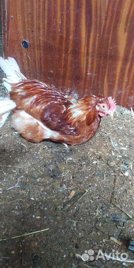 Молодые петухи