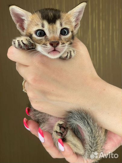 Саванна котята