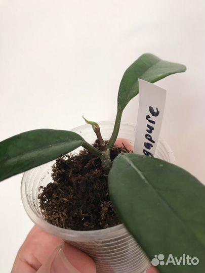 Хойи сортовые