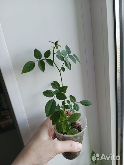 Роза комнатная