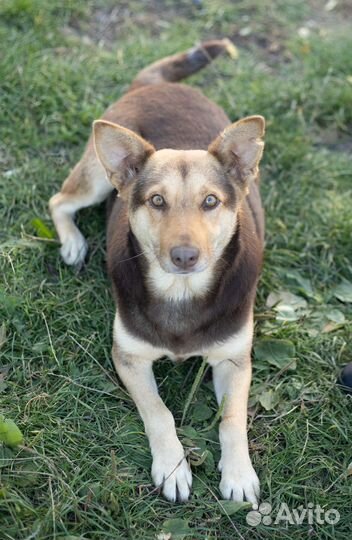 Чудесная Шоколадка очень нуждается в доме