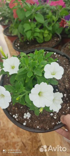 Петуния в подвесных кашпо в наличии мало