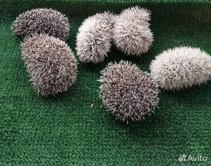 Ёжик африканский карликовый