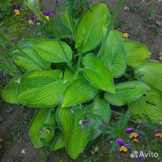 Хоста растение