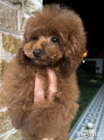 Девочка Той Пудель РКФ