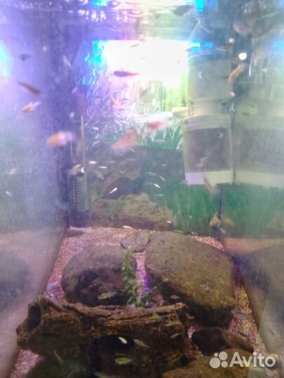 Аквариумные улитки