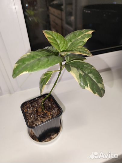 Псевдоэрантемум