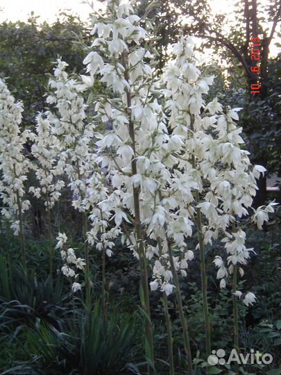 Юкка садовая нитчатая саженцы