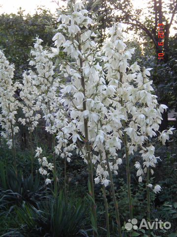 Юкка садовая нитчатая саженцы