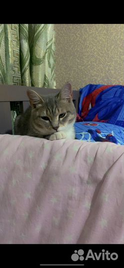 Кошечка в добрые руки