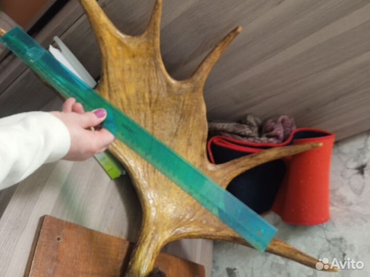 Продам рога лося