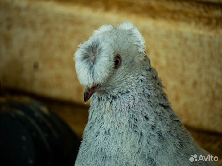 Голуби Турецкая Такла