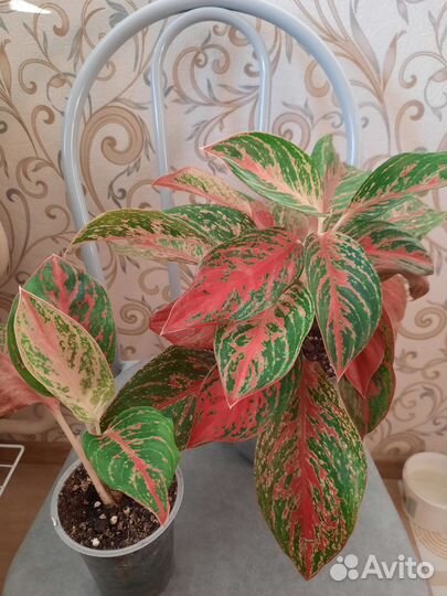 Аглаонемы разные