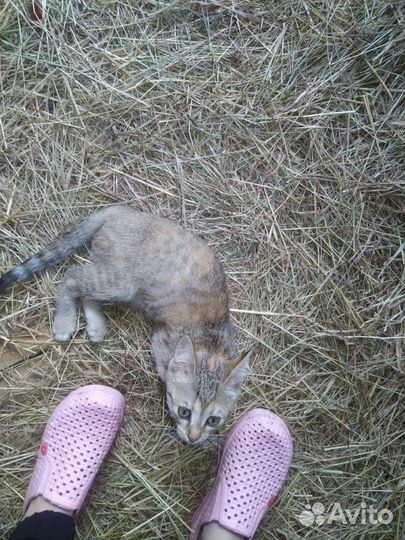 Котята