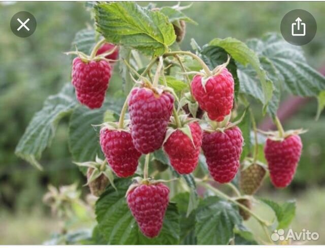 Малина Ремонтатный саженцы