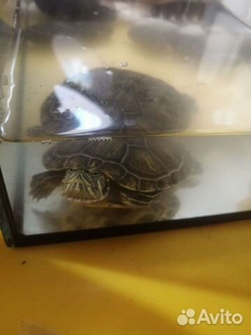 Красноухая черепаха бесплатно с аквариумов