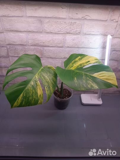 Монстера с желтой вариегатностью триколор