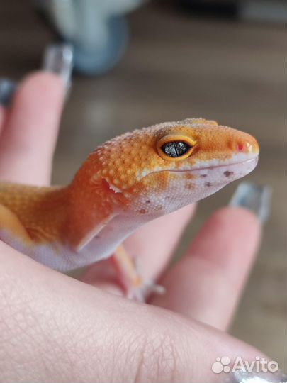 Геккон эублефар