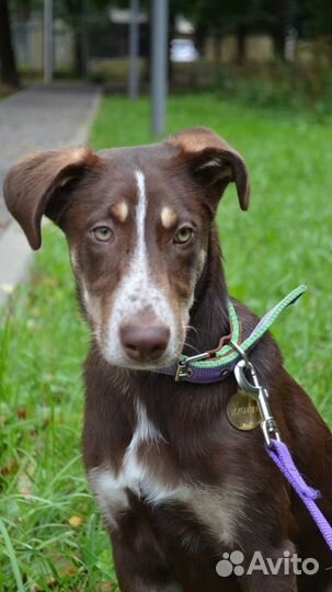 Собака Шоколадка ищет дом