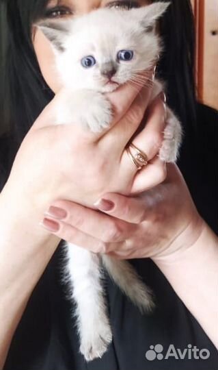Кошки в добрые руки бесплатно