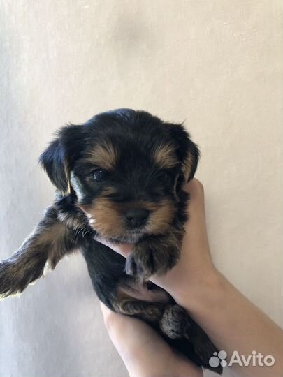 Йоркширский терьер